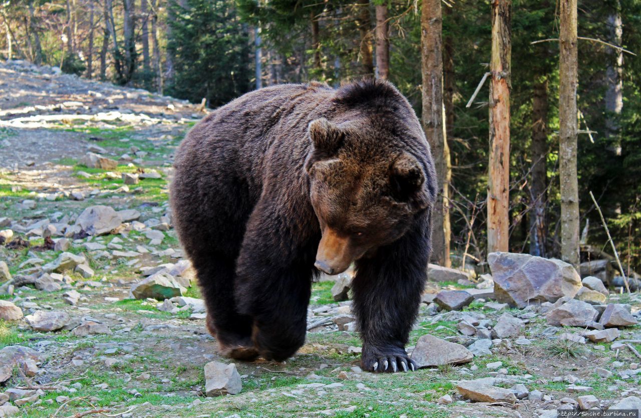 Центр реабилитации бурых медведей / Center for the rehabilitation of brown bears