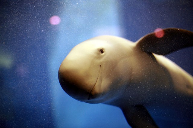 Дельфин finless porpoise, он же «беспёрая морская свинья». Картинка найдена в сети. Осака, Япония