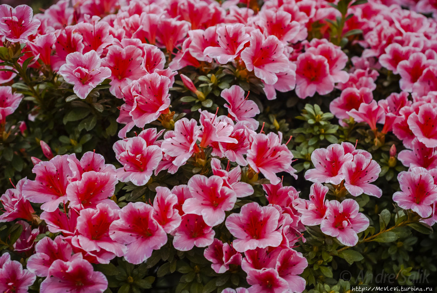 Прекрасные азалии в ботаническом саду Мюнхен, Германия