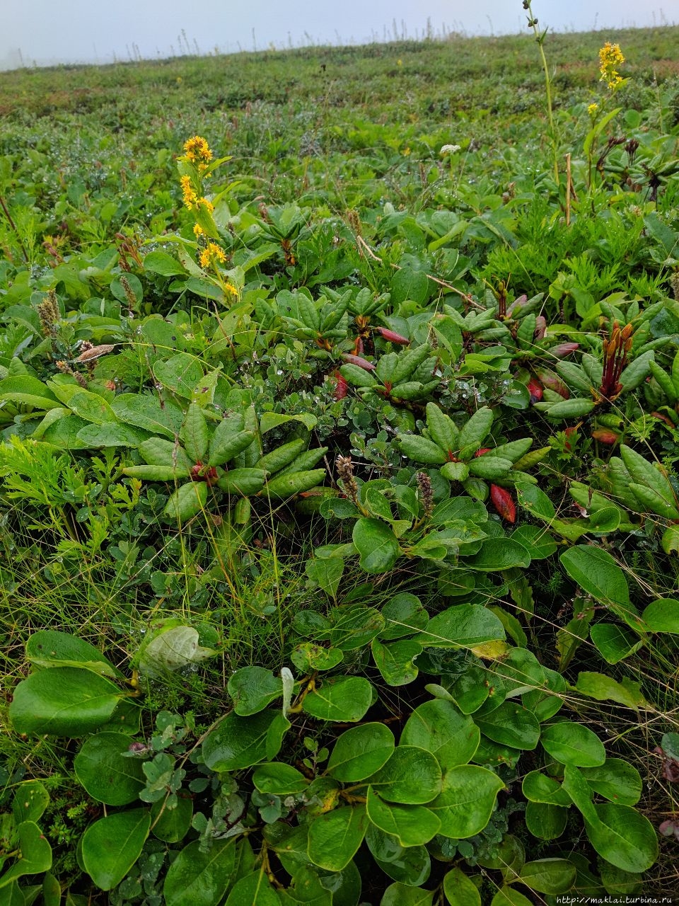 Не было бы счастья... Дачные источники. Камчатка Мутновский вулкан и окрестности (2323м), Россия Не было бы счастья... Дачные источники. Камчатка Мутновский вулкан и окрестности (2323м), Россия