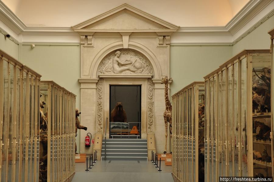 Главный зал кантонального Музея зоологии, где собраны редкие нынче чучела почти всех крупных животных мира, множества мелких зверей, а также обширная коллекция птиц. Лозанна, Швейцария