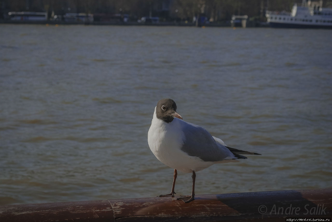 Через мосты Лондон, Великобритания