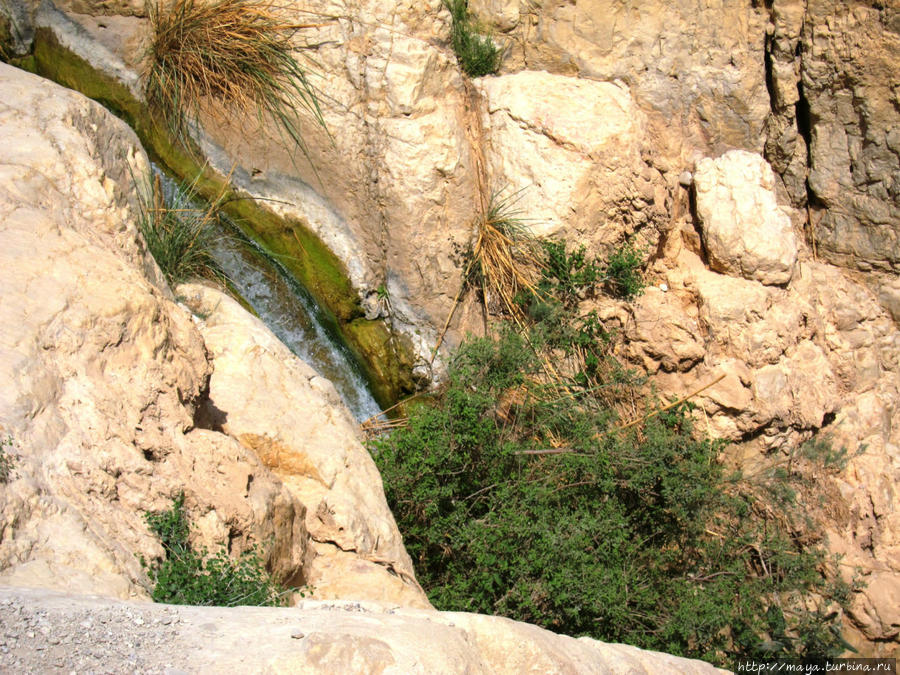Мы идем вдоль ручья Давида Мертвое море, Израиль