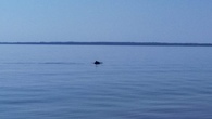 Единственный дельфиний пруф. Всплывают они далеко от яхты, а техника приближение не тянет