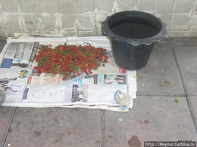 Задабривание духов.Считается,что если накормить собаку,то это обязательно зачтется в будующей жизни.