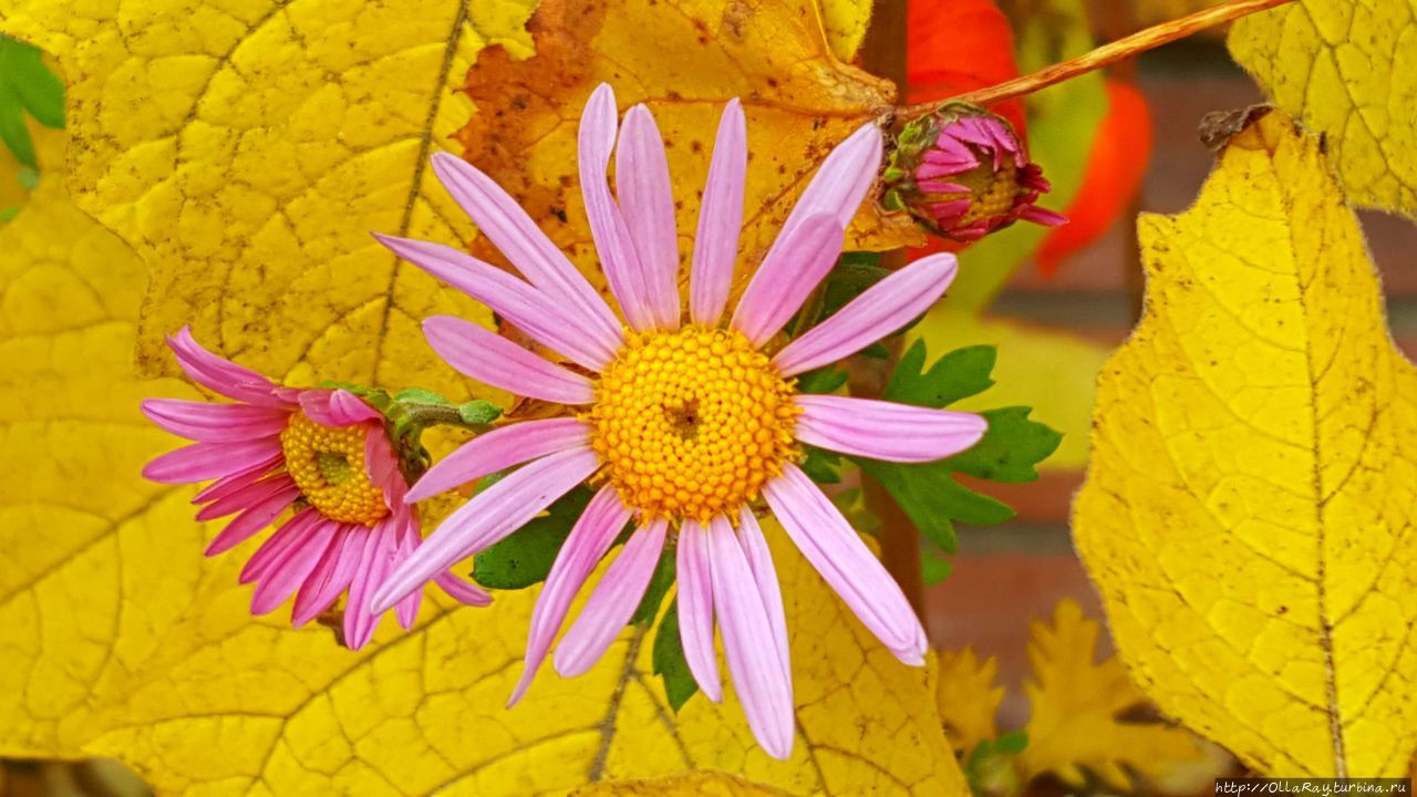 С 8 марта!  Цветы для любимых (альбом).