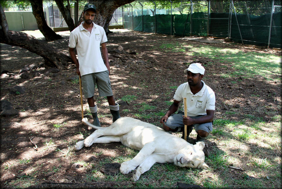 Мини-сафари или лучший зоопарк Маврикия Касела Природный Парк, Маврикий