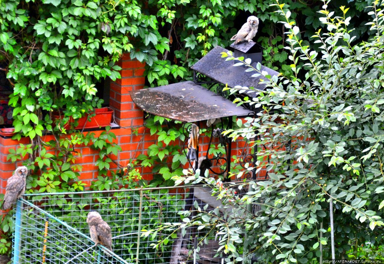 Совы. Дождливым днём Внуково, Россия