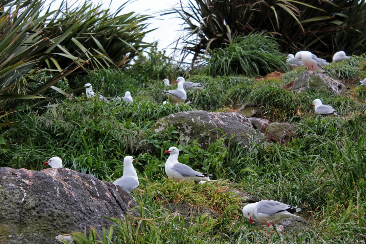 Центр королевских альбатросов Харингтон-Пойнт, Новая Зеландия