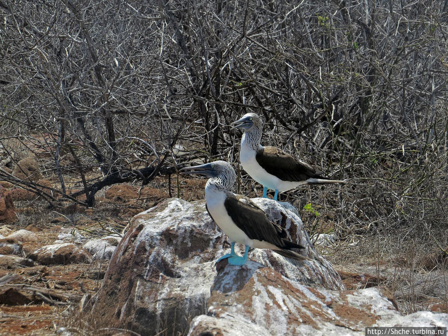 Гнездовья фрегатов на Галапагосах, остров Северный Сеймур Остров Сеймур-Норте, Эквадор