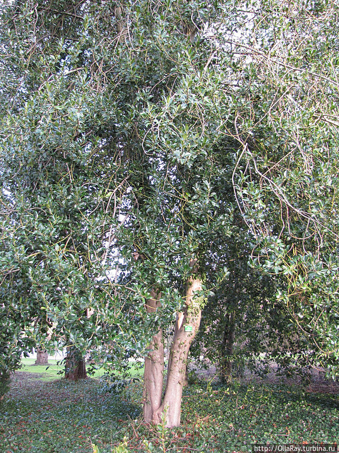 Падуб остролистный — Ilex  aquifoleum. Впервые я увидела в природе падуб в Дании и в Швеции.