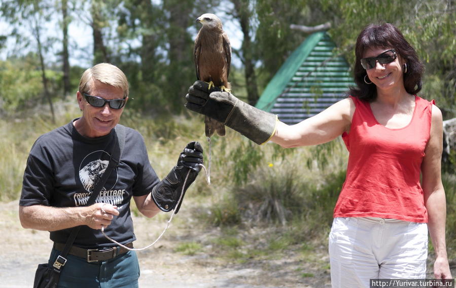 Каждый может увековечить себя с хищной птицей на руке Маргарет-Ривер, Австралия
