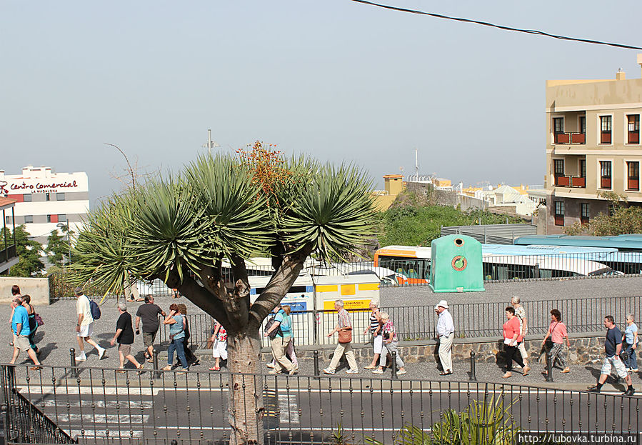 Толпы иностранцев на пути к Дереву Драко. Икод-де-лос-Винос, остров Тенерифе, Испания