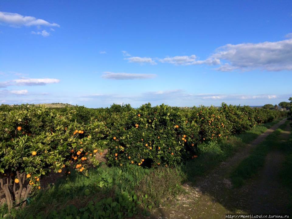 Апельсиновые плантации красного апельсина в Biancavilla Бьянкавилла, Италия