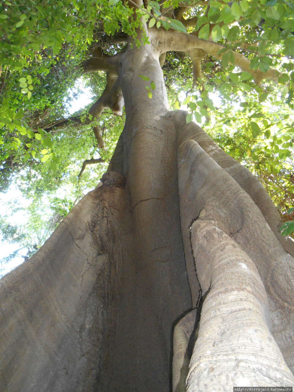 Это шелковое дерево Silk Tree Гунжур, Гамбия