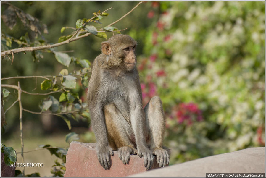 Для любителей поснимать животных здесь условия лучше, чем в любом зоопарке, где обезьяны обычно сидят за решеткой... А тут — пожалуйста — в 3-5 метрах от тебя сидят и загорают на солнце... Агра, Индия