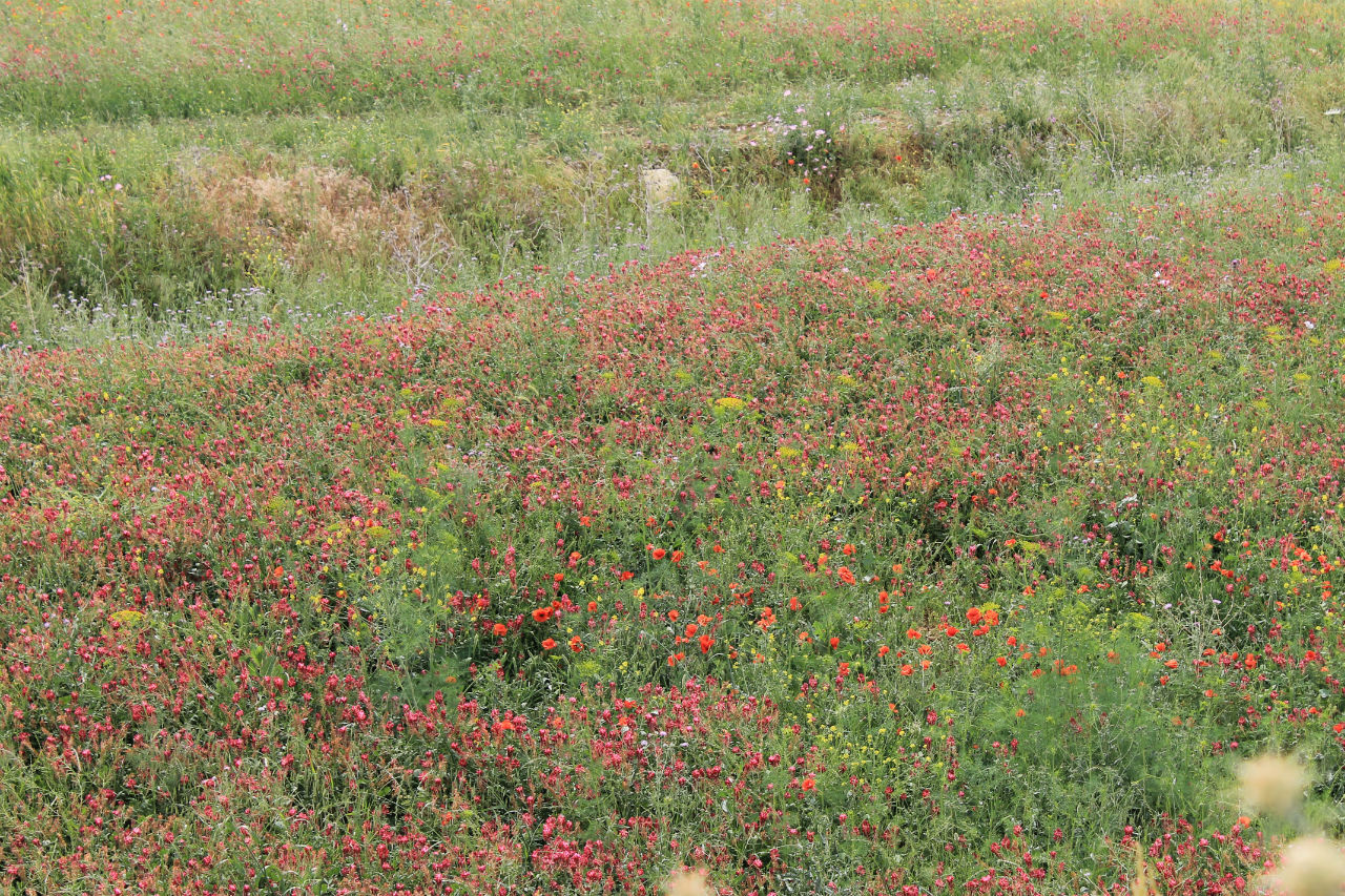 День 3. Монреале, Корлеоне. Заблудились. Сицилия, Италия
