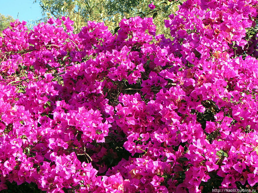 Бугемвилия цветет круглый год но весной особенно пышно. Мехико, Мексика