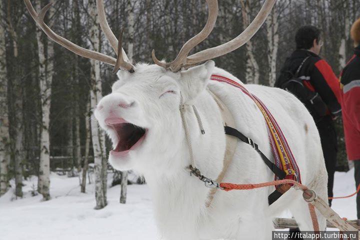 Олений парк Саллы — превосходное место для отдыха семьей Салла, Финляндия