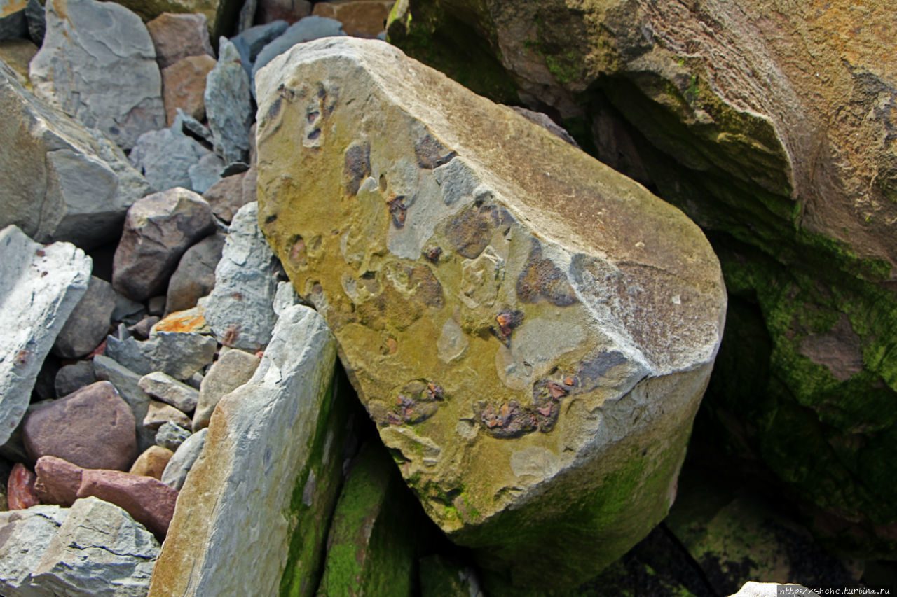 Скалы с окаменелостями в Джоггинсе (объект ЮНЕСКО № 1285)