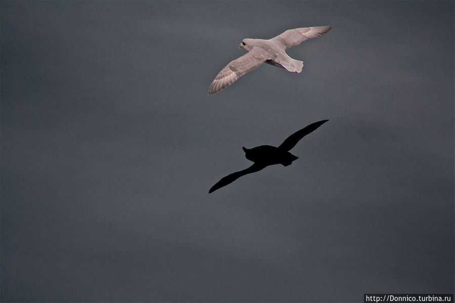 Глупыш — птица не глупая Земля Франца-Иосифа архипелаг, Россия