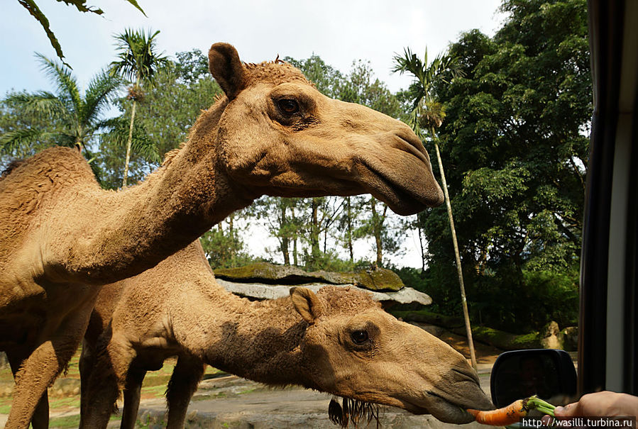 Верблюды морковные... Ява, Индонезия