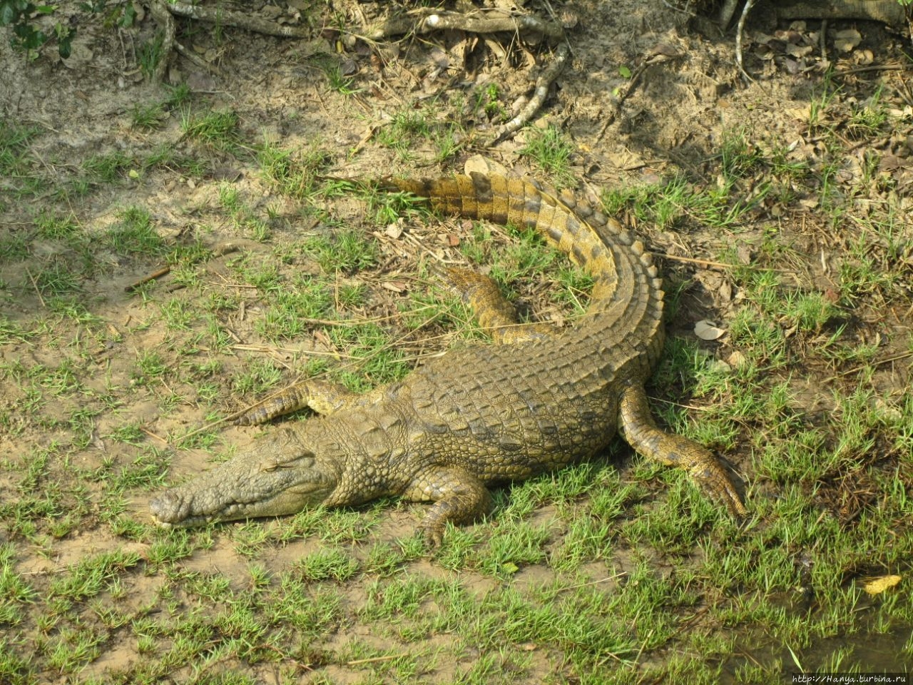 Водно-болотный резерват Санта-Лусия Болота Исимангалисо Национальный парк, ЮАР