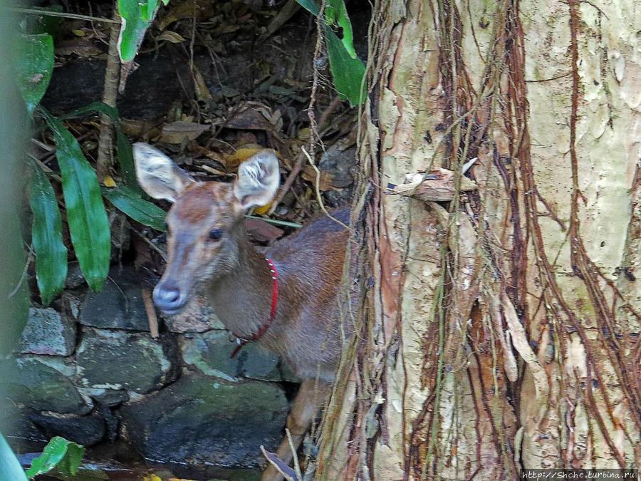 В лесу водятся олени, но олень — не черепаха, просто так пощупать себя не адет:)) Ля Ваний Резерв де Маскарен (природный парк), Маврикий