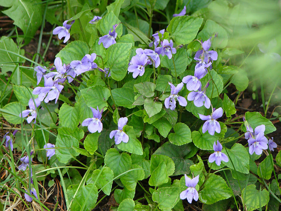 Девочки! Весна! Москва, Россия
