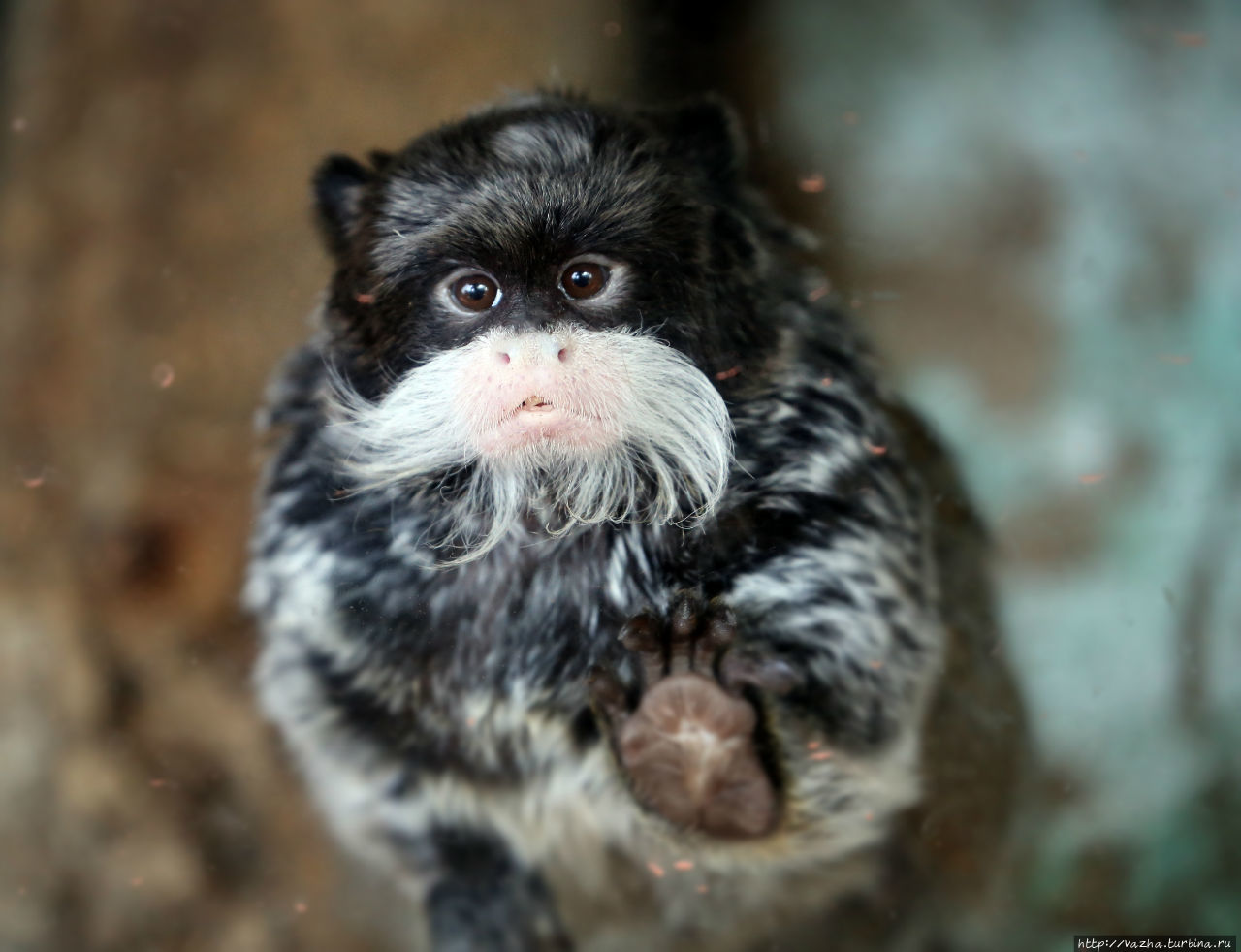 Зоопарк Лимы Лима, Перу