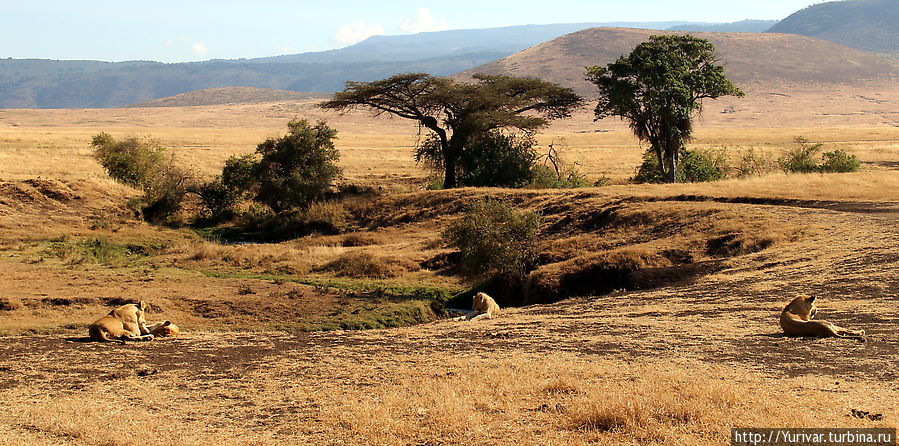 Греются на утреннем солнышке Нгоронгоро (заповедник в кратере вулкана), Танзания