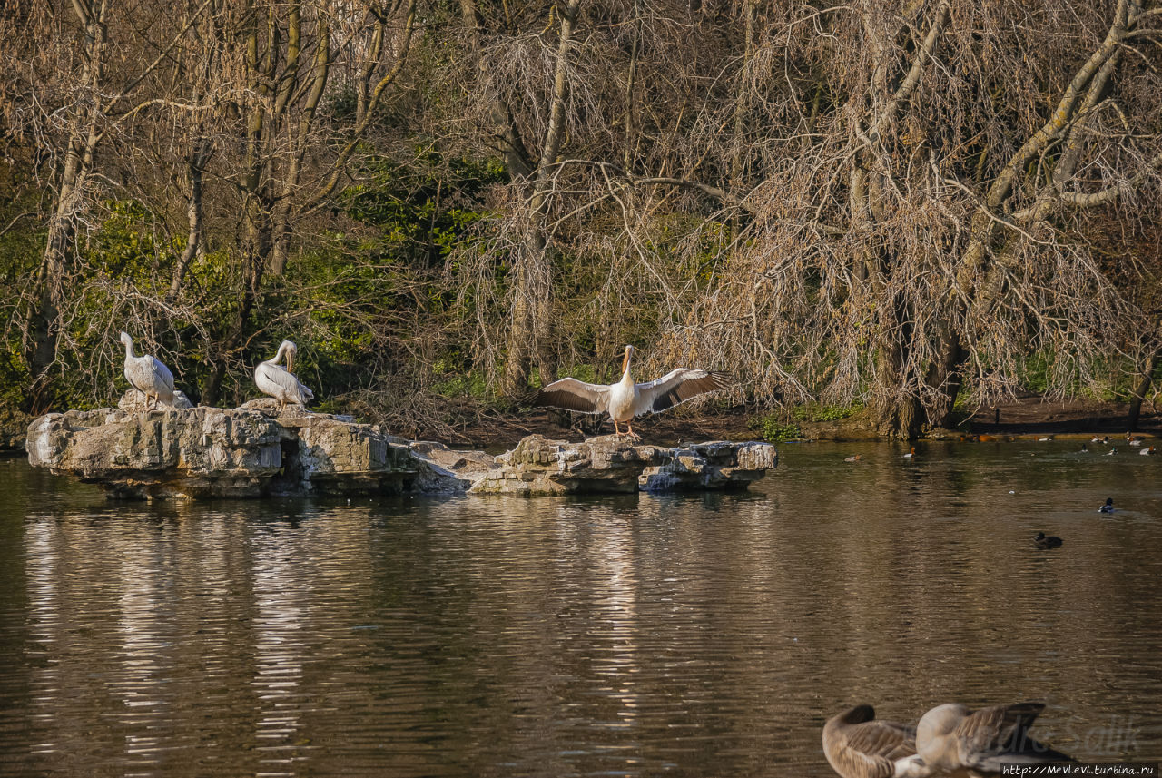 Любимый символ и протеже королевы Англии
