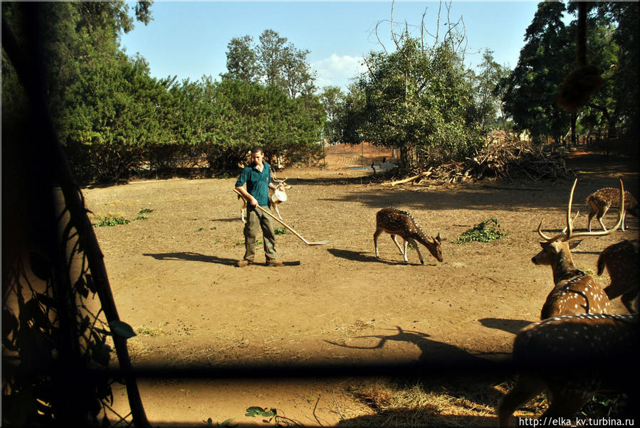Удивило, что смотритель входит в олений вольер, вооружившись лопатой, и с ее помощью держит животных на расстоянии Рамат-Ган, Израиль