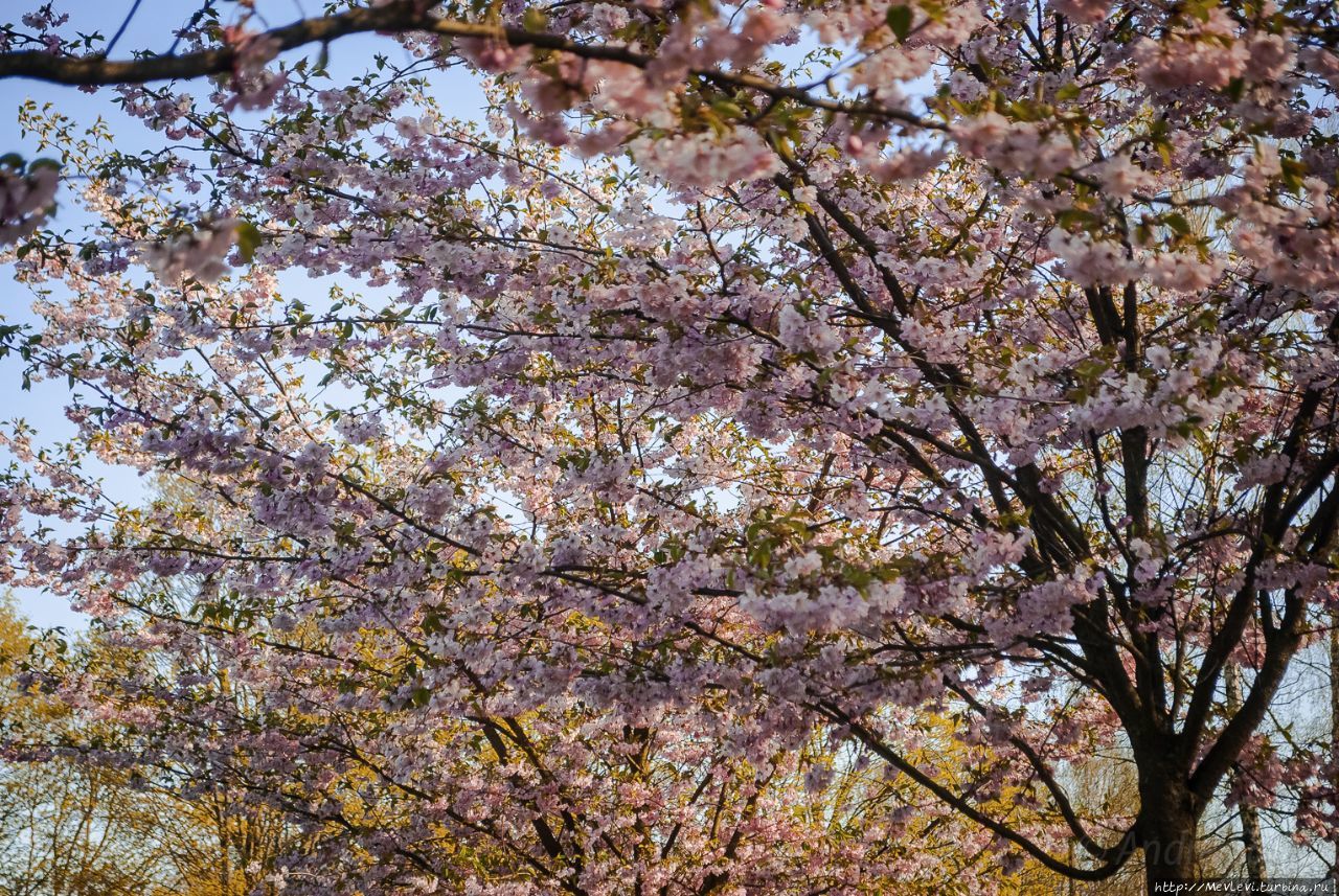Цветение сакуры в парке Победы в Риге Рига, Латвия