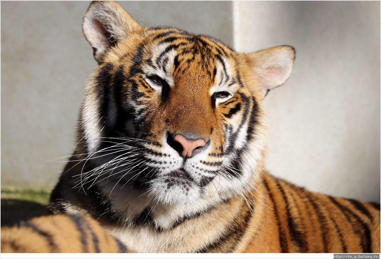 Суматранский Тигр Чиангмай, Таиланд