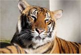 Суматранский Тигр