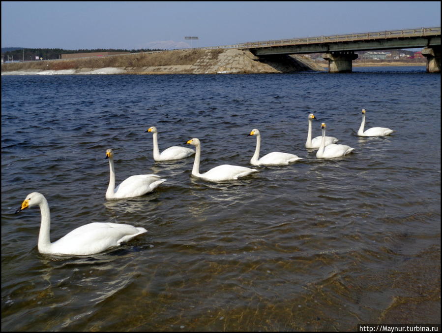 Пусть  летят  по  небу  лебеди... Южно-Сахалинск, Россия