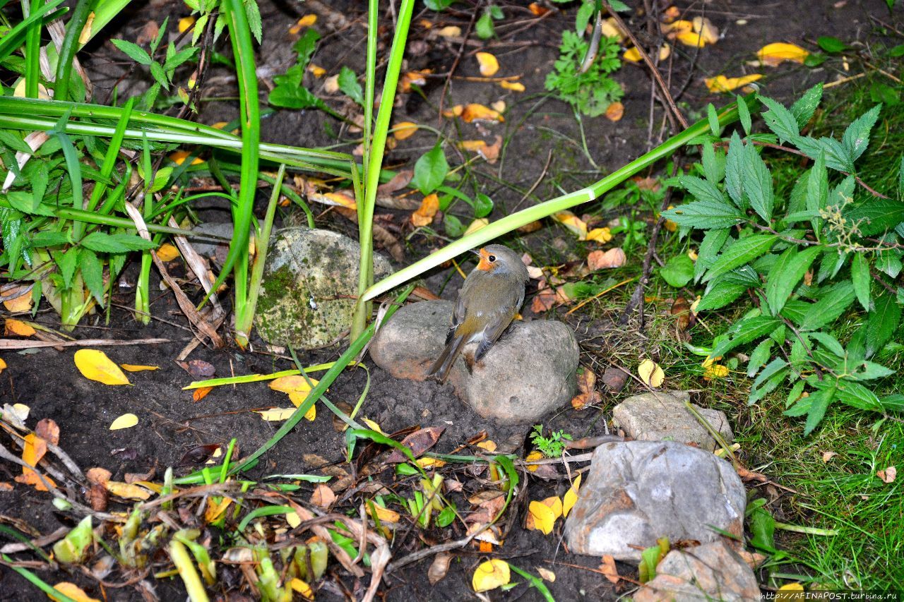 Осень. Зарянка. Родственные души Москва и Московская область, Россия