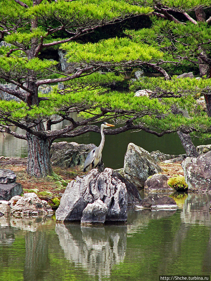 остров цапли, цапля на нем живая Киото, Япония