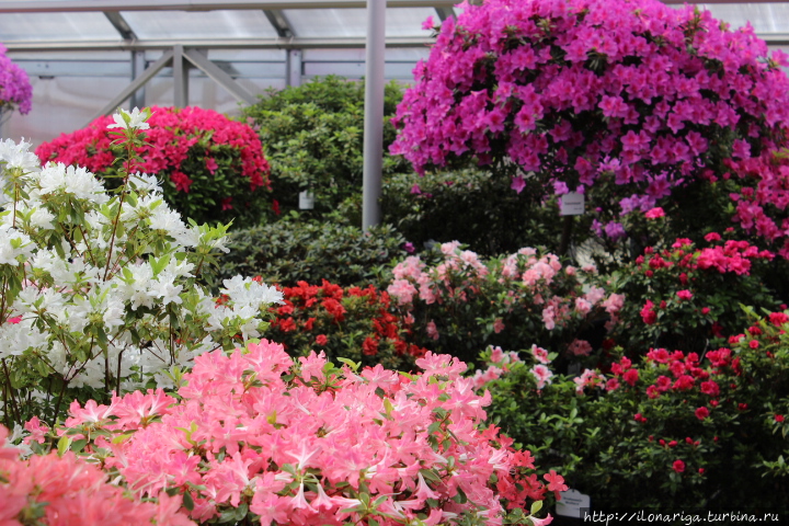 Цветное чудо Рига, Латвия