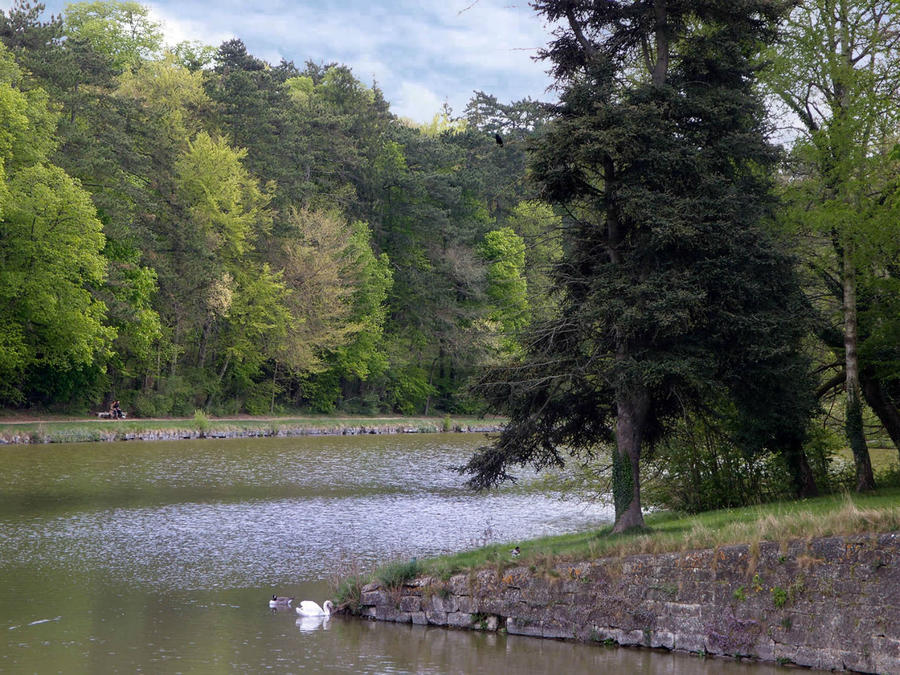 Лебединая сказка в парке Шантийи Шантийи, Франция