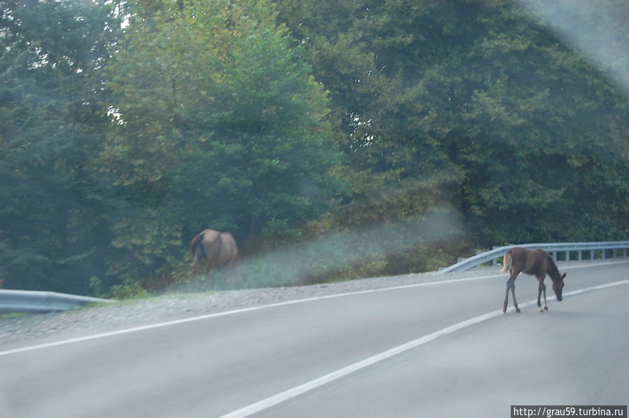Будьте внимательны: Коровы и лошади на дорогах Абхазия