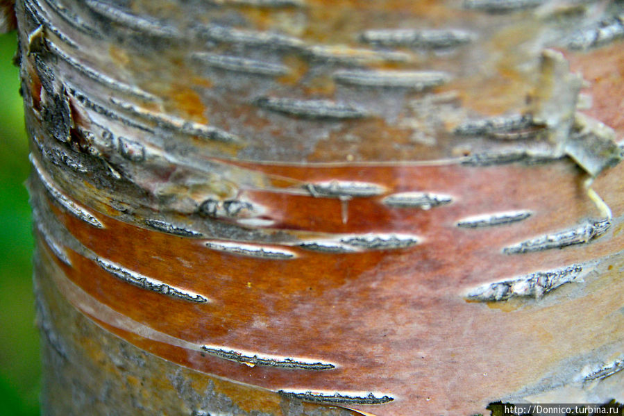 Карельской березе посвящается Пасвик Заповедник, Россия