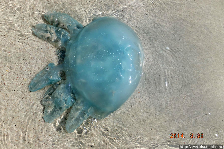 Необычная медуза ОАЭ