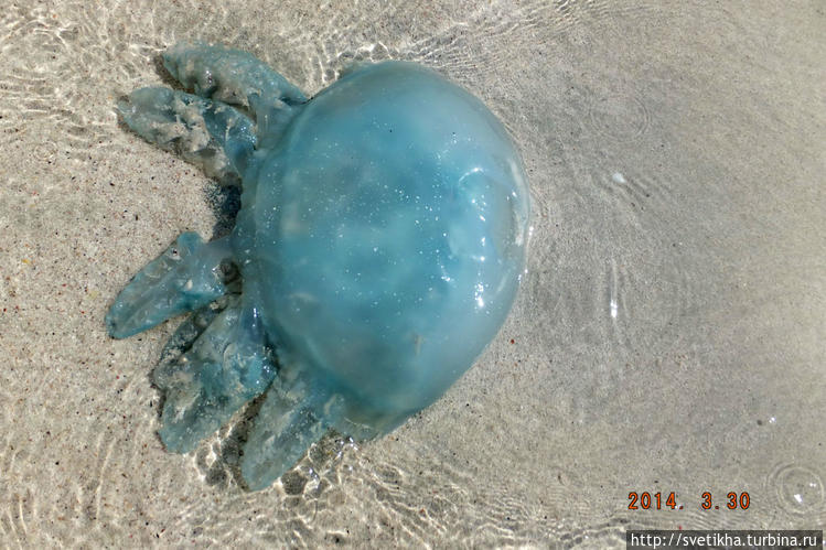 Необычная медуза