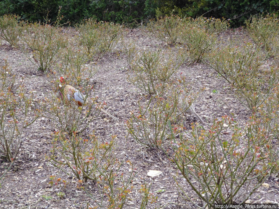 Найди замаскировавшуюся самку фазана Вудсток, Великобритания