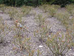 Найди замаскировавшуюся самку фазана