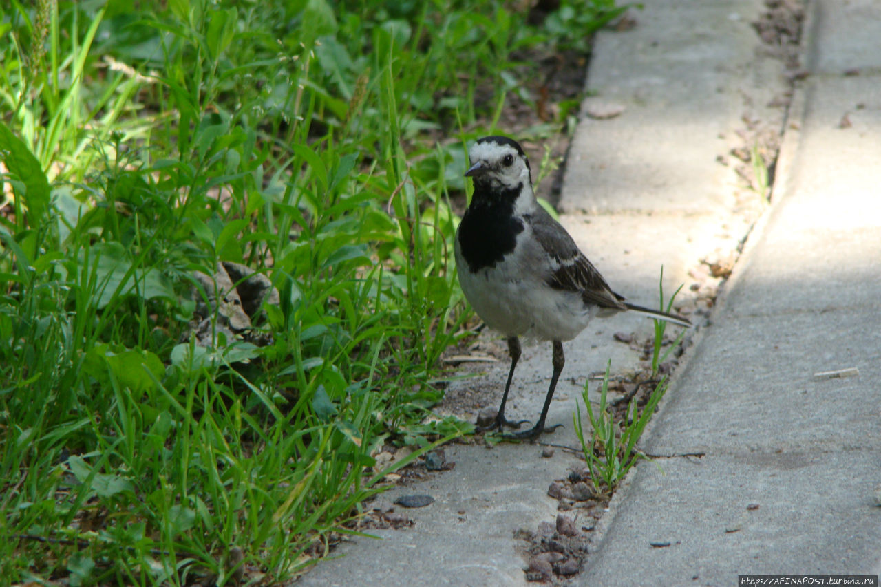 Незваная гостья Москва и Московская область, Россия