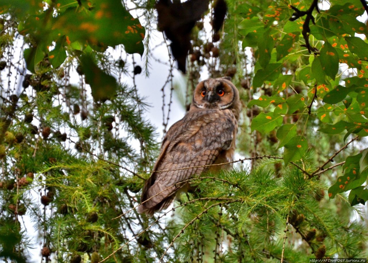 Совы. Игра в прятки Внуково, Россия