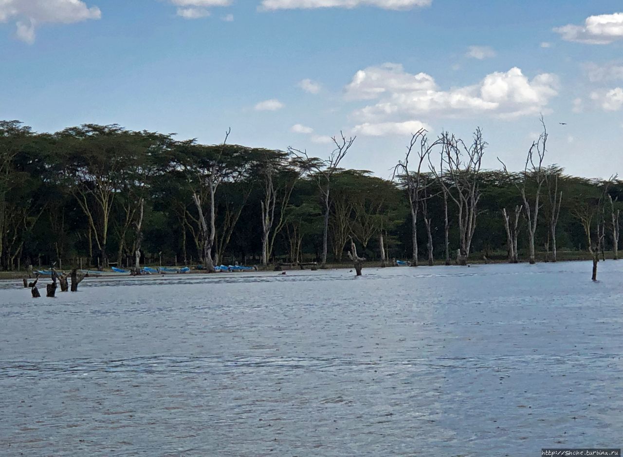 Озеро Найваша Озеро Найваша Национальный Парк, Кения